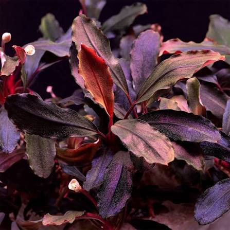 Bucephalandra Ghost Brownie