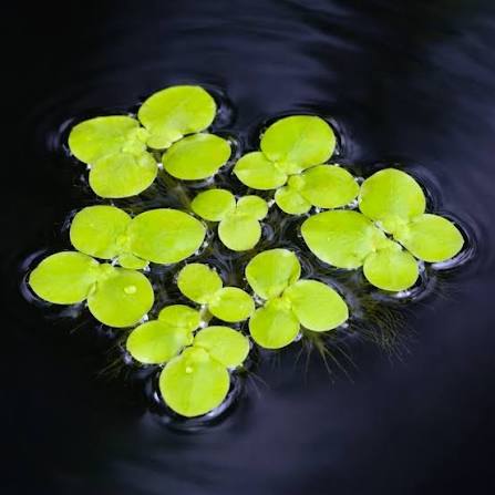 Dwarf Frogbit