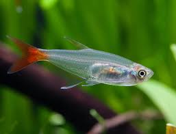 Glass Bloodfin Tetra
