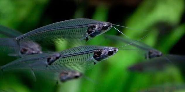 Catfish Glass