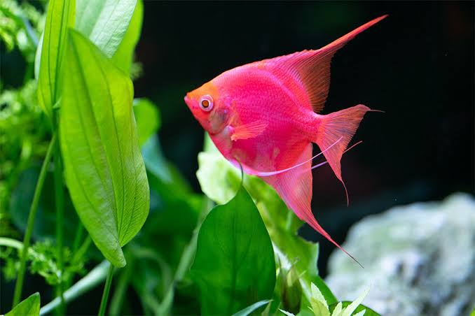 Glofish Angel Red