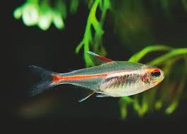 Glo-light Tetra