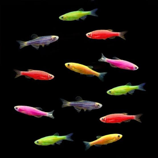 Glofish Danio