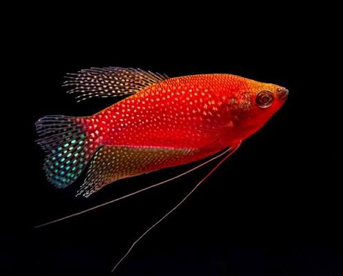 Glofish Gourami