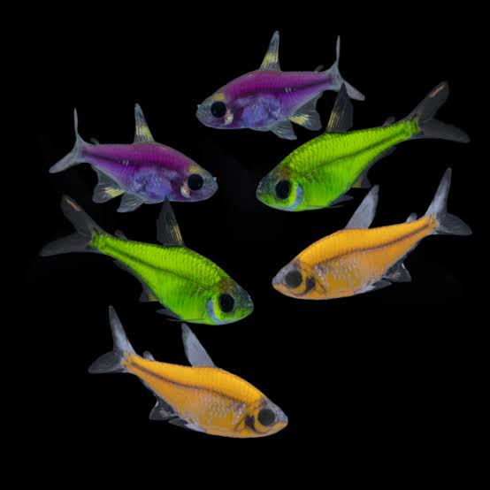 Glofish Pristella