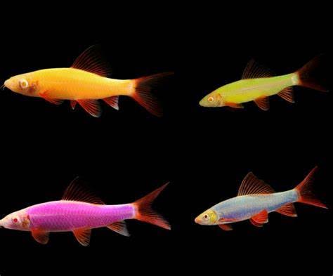 Glofish Shark