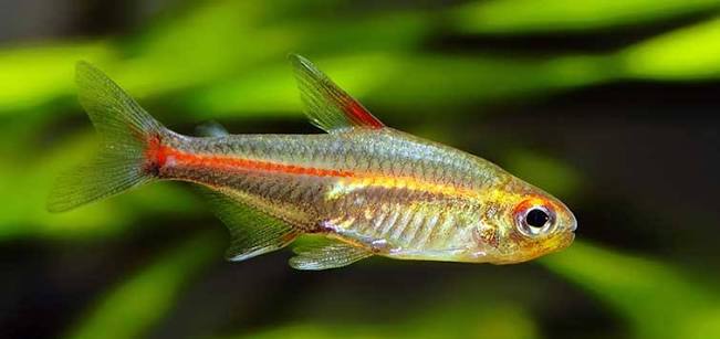 Glow Light Tetra
