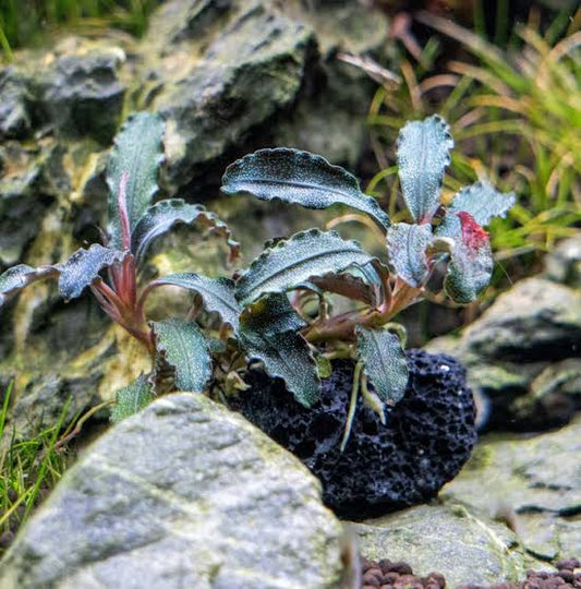 Bucephalandra Godzilla