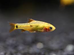 Gold Barb