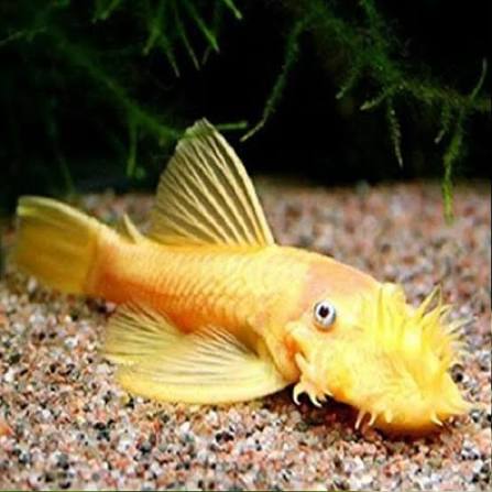 BN Pleco Gold