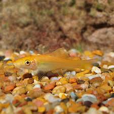 Golden Chinese Algae Eater