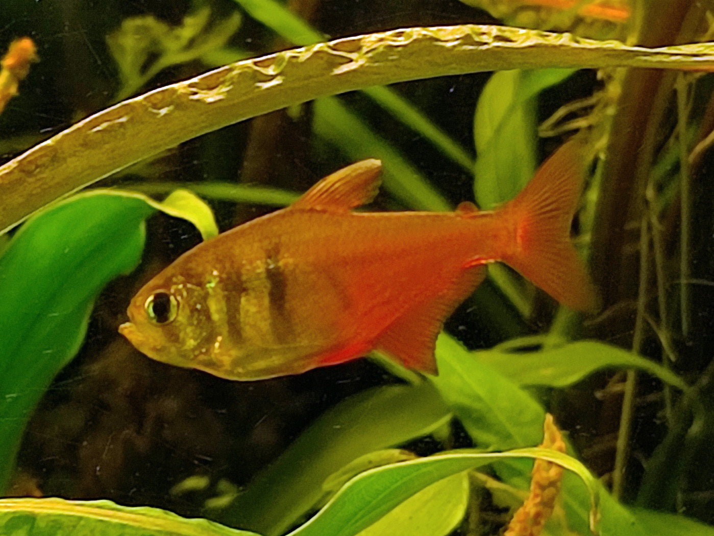 Golden Flame tetra