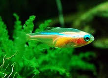Gold Neon Tetra
