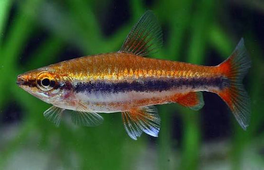 Pencil Fish Gold