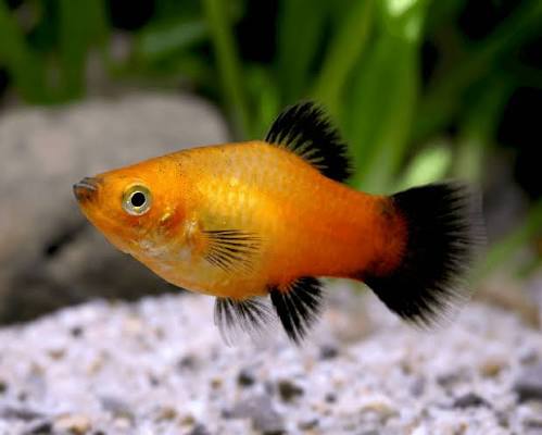Platy Gold Lyretail