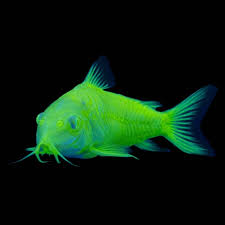 Green Glow Cory