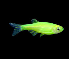 Green Glow Danio