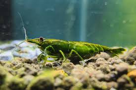 Green Diamond Neocaridina Shrimp