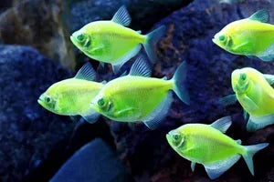 Green Glow Tetra