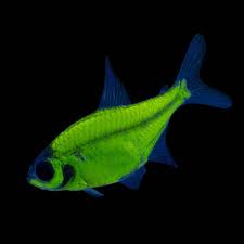 Green Glow Pristella
