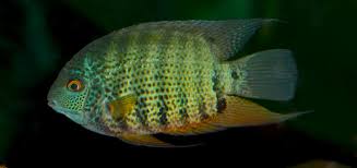 Peruvian Green Severum
