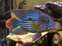 Green Terror Cichlid
