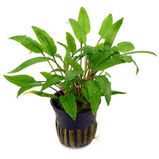 Crypt Wendtii Green