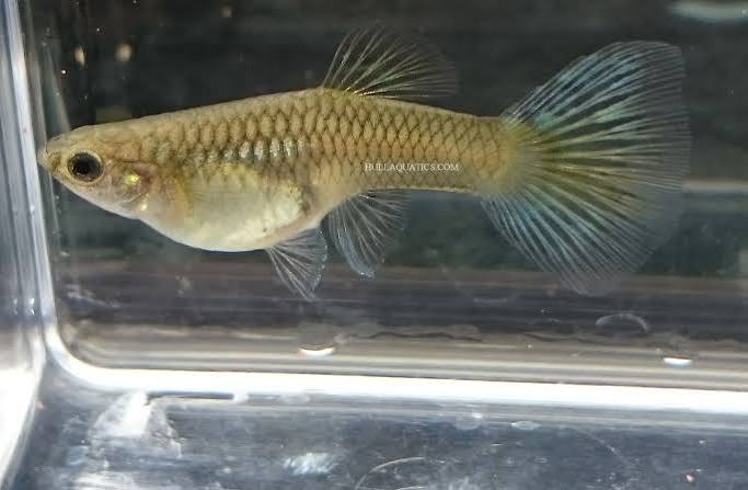 Guppy Blue Delta Tail F
