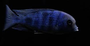 Blue Dolphin Cichlid