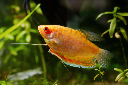 Honey Gourami