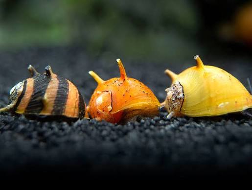 Nerite Horned