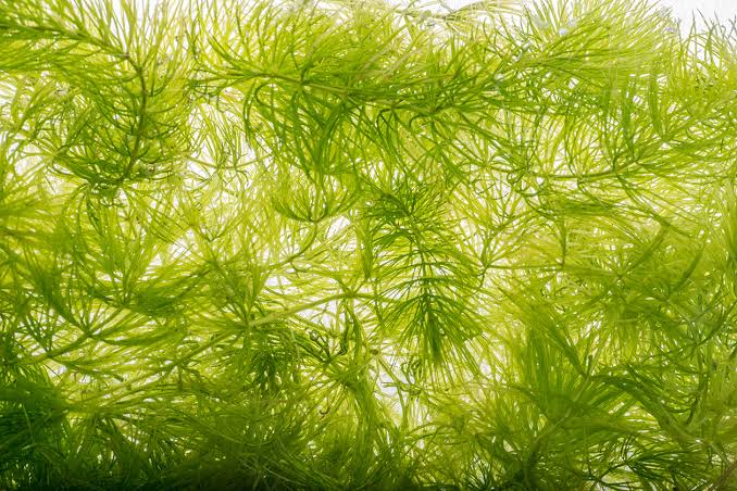 Hornwort