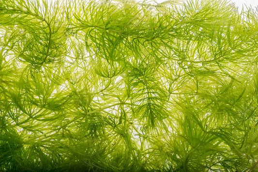 Hornwort