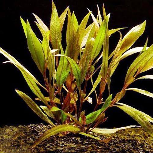 Hygro Angustifolia
