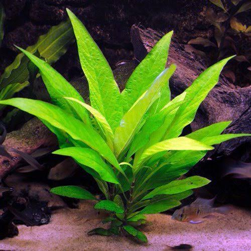 Hygro Corymbosa Broad Leaf