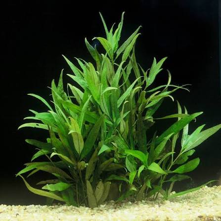 Hygro Corymbosa Narrow Leaf