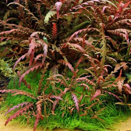 Hygro Pinnatifida