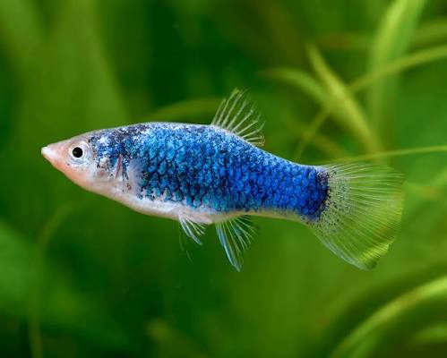 Platy Ice Blue