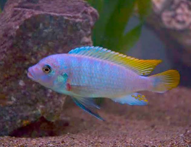 Ice Blue Cichlid