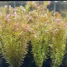Rotala Indica