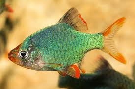 Jade Tiger Barb