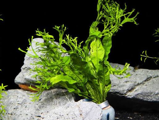 Java Fern Lace