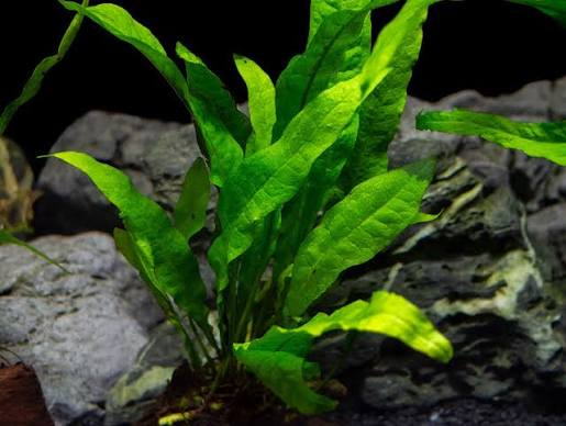 Java Fern