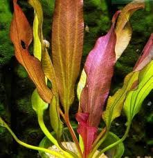 Sword Kleiner Prinz