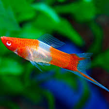 Kohaku Swordtail