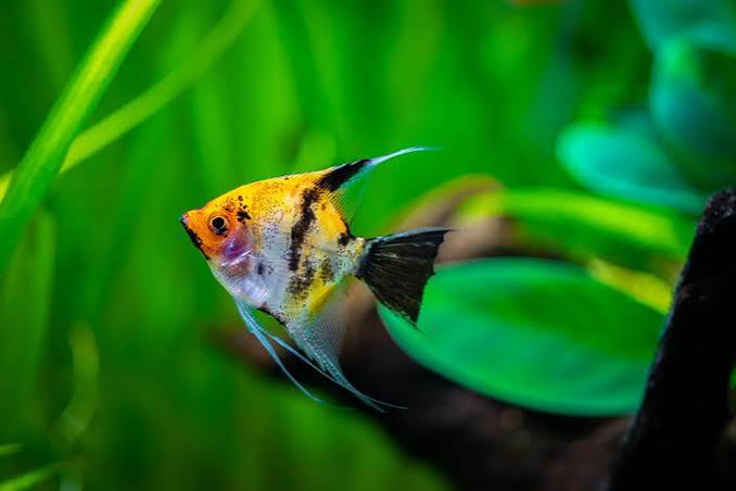 Angel Koi