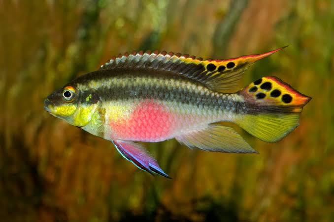 Kribensis