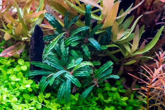 Bucephalandra Lalina Green