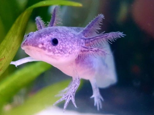 Lavender Axolotl