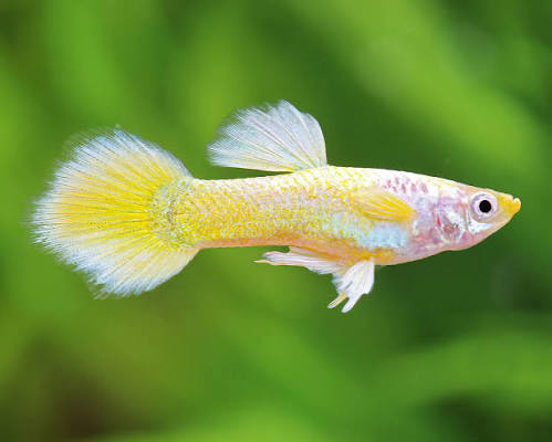 Guppy Lemon M
